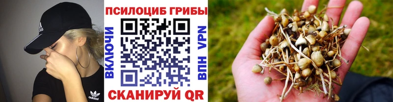 Галлюциногенные грибы Psilocybe  Купить где  Тосно 
